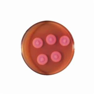 Biokar Bacillus cereus (acc. to Mossel) - Pre-poured medium 20 plates Ø 90 mm BM03808